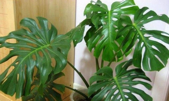 空气干燥、蚊虫多、异味大家里养这“4种花”,什么烦恼都没了