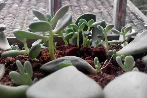 四季最好养的植物非它莫属，零基础的养花人也可以尝试，懒人大爱