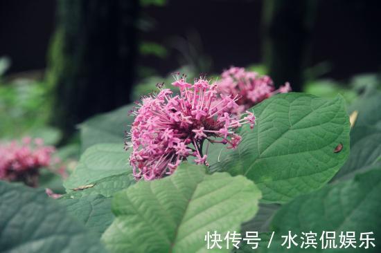 绣球花|名字有点怪，看起来又很美，这种叫“臭牡丹”的花，你有见过吗