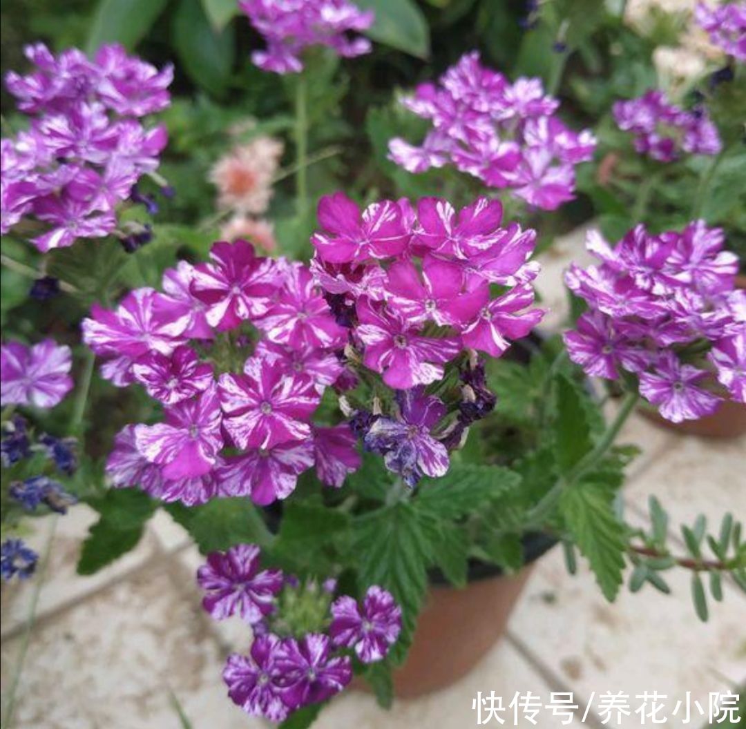 阳台上|阳台上花不在多,5种普通小盆栽,开花漂亮又好养