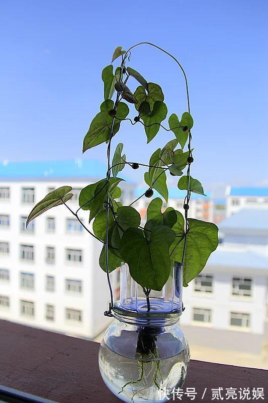 玉米粒|2个月没在家,厨房的菜变成小森林,再也不用买花了!水培蔬菜盆