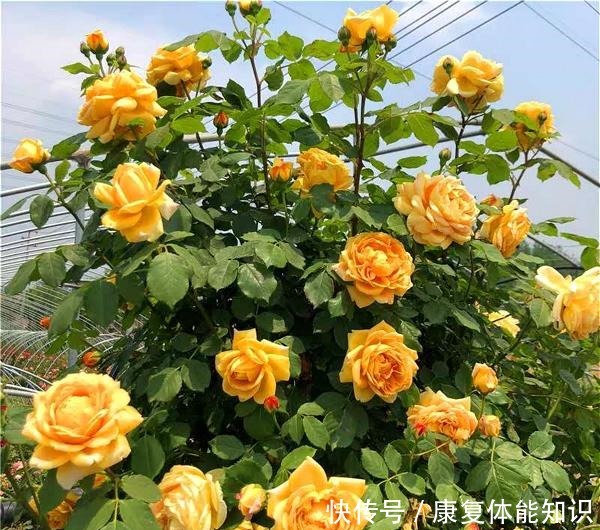 此花一年开花300天,花朵会散发酒香味,院里养2棵3年爬满墙!