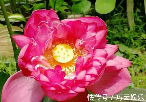 碗莲|别养绿萝了,此花叶大又绿,栽在阳台上,花开美如画,花香四溢!
