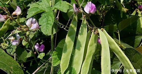 湿气|祛湿“最狠”的5种食物,每天吃一点,排出老湿气,身体也清爽了