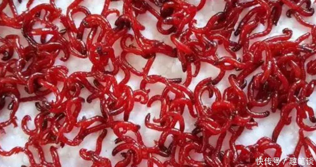 野钓经验谈之四 鲫鱼最爱吃的饵料 别担心你我都有