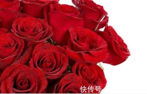 玫瑰|喜欢菊花，不妨养精品玫瑰花“卡罗拉”，红艳如火，寓意爱情！