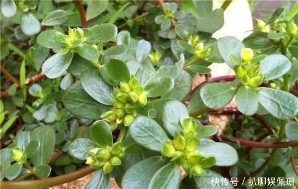 农村才有的三种野菜,功效很多,城里人吃不着