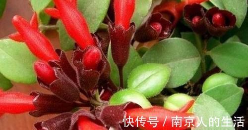 养护|4种植物最适合懒养，十天半个月不用浇水，照样长势旺