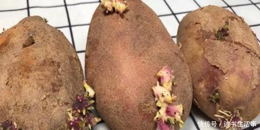 这发芽的土豆到底能不能吃原来三十多年一直误解了,快叮嘱家人