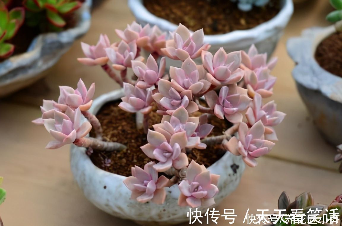 新手阳台养多肉的2个“烦恼”,不要着急,要针对“问题”去解决