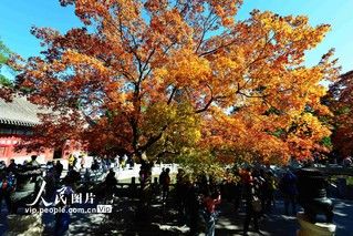 香山|北京：香山赏红叶