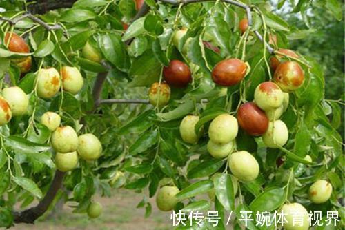 果树|家里院子别光养月季花,种上3棵果树,添子添福,还能随手摘果子