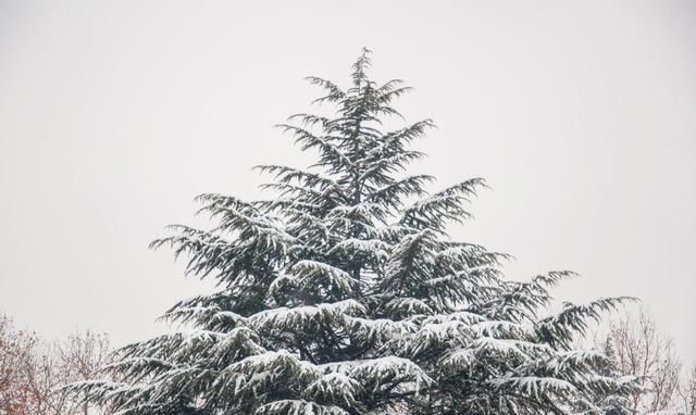  落雪|七律·千里龙江落雪时