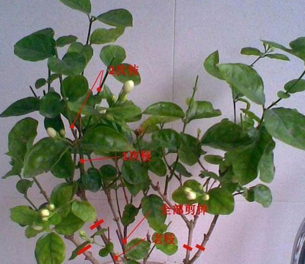 花苞|茉莉这样养,一年开5次,花苞多的压弯腰