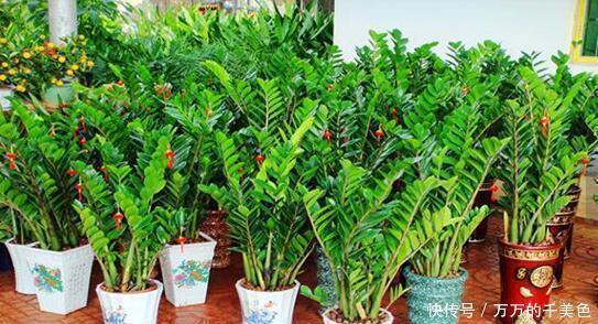 客厅养花有讲究,此三种树旺家招财,多养几盆好