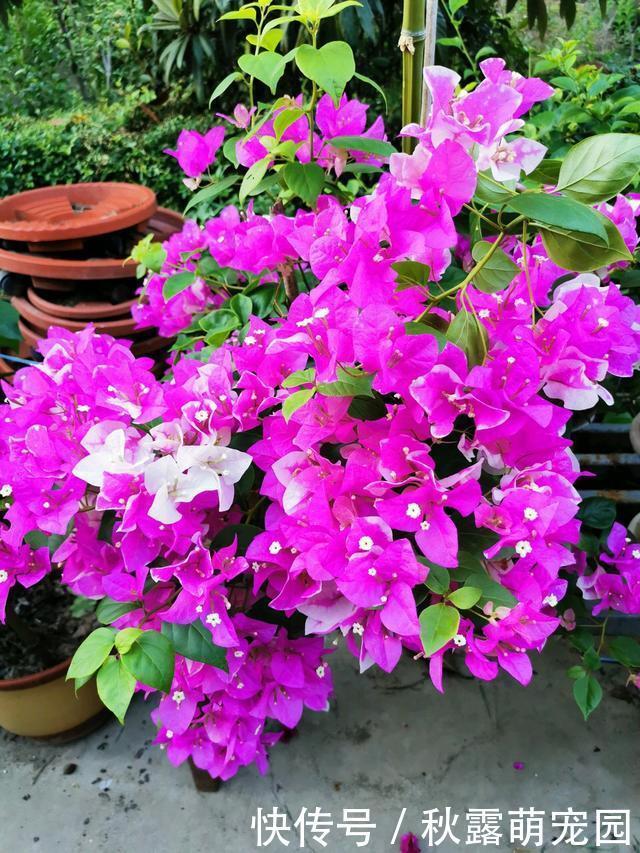 三角梅不开花?黑袋子里“逼一逼”,花期持续到“国庆”