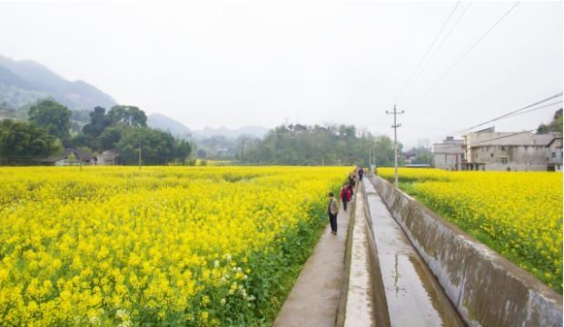 《贵州油菜花打卡指南》出炉！抓紧时间奔赴花海吧~