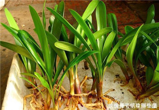 糖水|神奇的生根水，让各种半死不活的花卉瞬间长根，附生根水自制方法