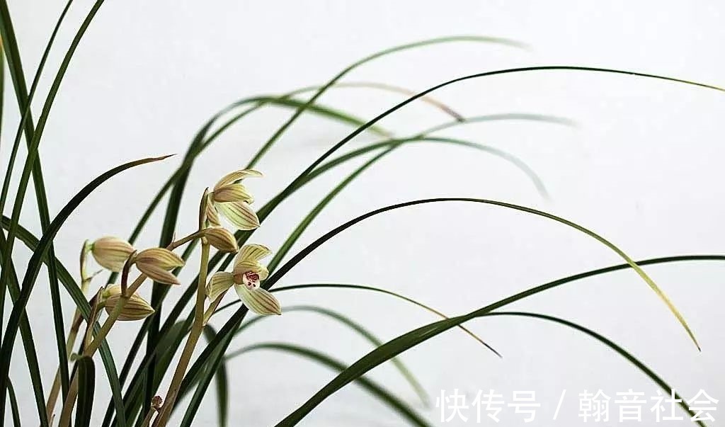 台友|封闭式阳台也能养出一屋子的兰花,光照和湿度管理很重要!