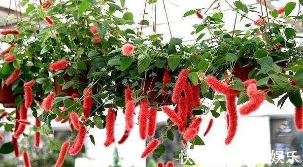 狗尾草也可以盆栽,吊起来养更漂亮,花期长花量大,好养易爆盆