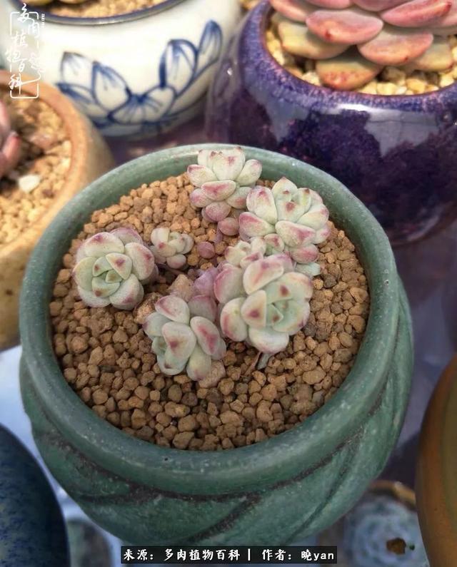 养多肉近四年，一路的走来，阳光总在风雨后！