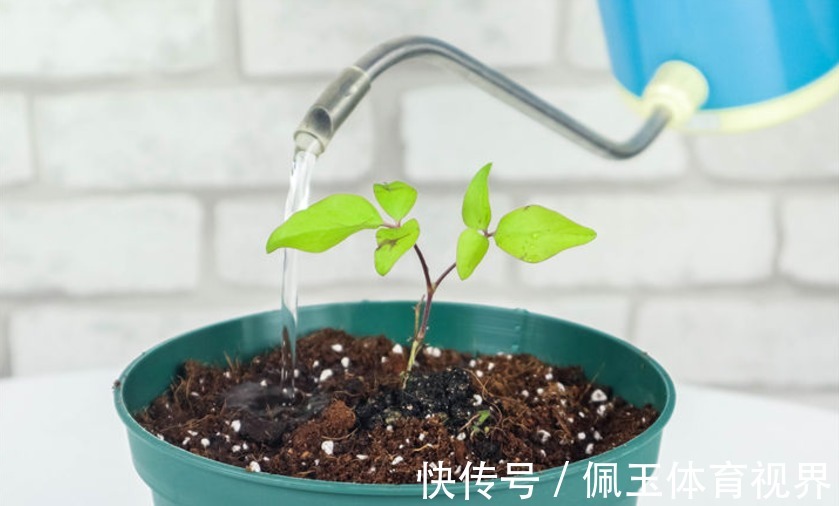 养花浇水不能大意,学会这些技巧,植物养得郁郁葱葱