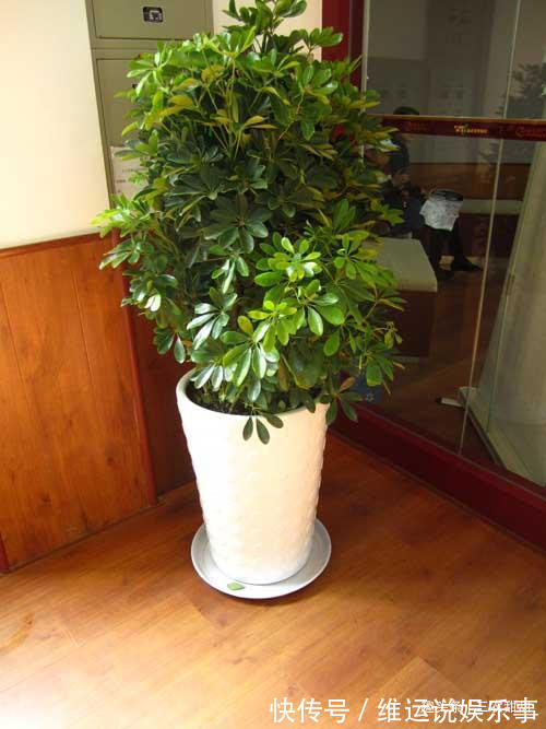 5种“花”养家中，能招财，能“镇宅”，比绿萝、发财树强多了！