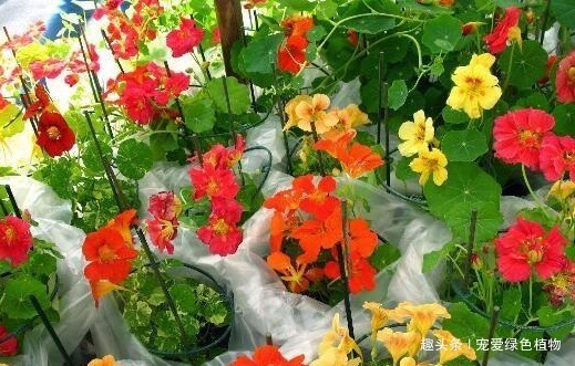 小花|吴大妈只养“3种花”，一年300多天有花看，开成花海，特美！