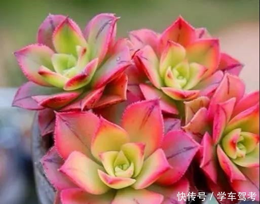 多肉皱巴巴,浇水也不活教你4招,养的圆滚滚,红扑扑!