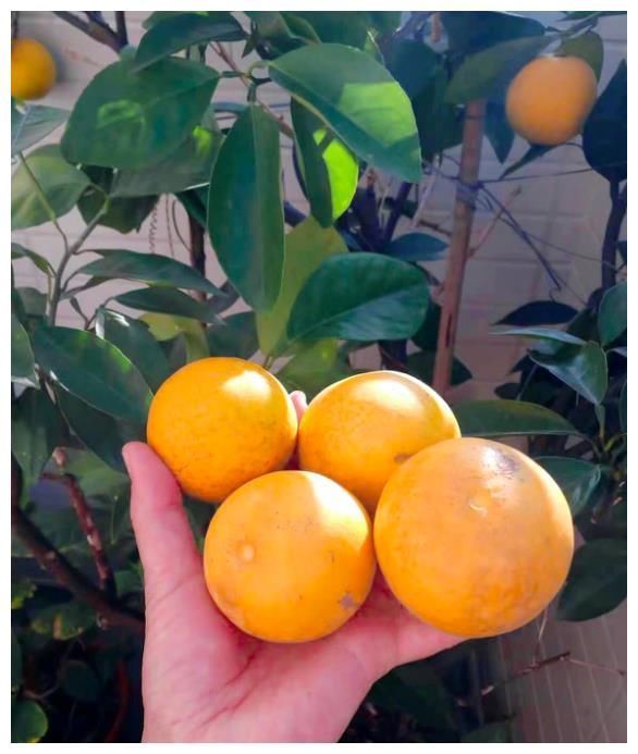 王祖蓝晒自家有机菜园,引10万网友点赞,网友:这就是向往的生活