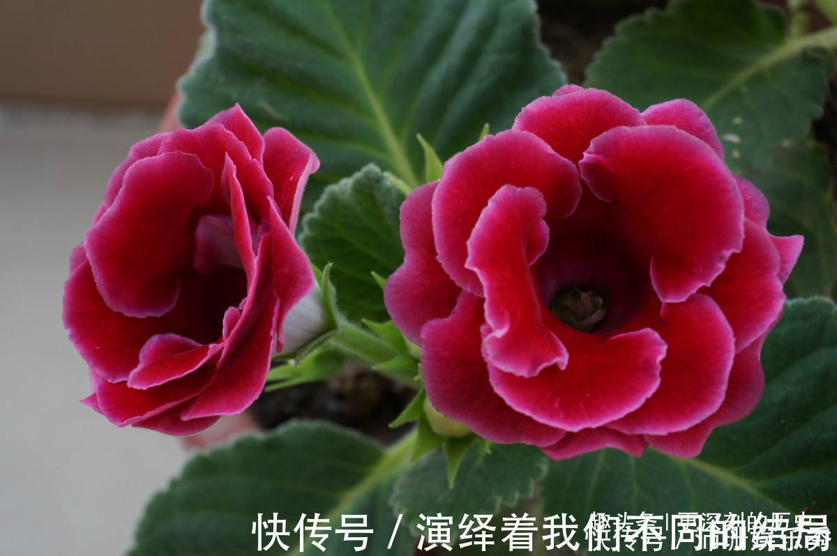 此花人人见了都夸美，是优良的观赏花卉之一，代表着华美和欲望