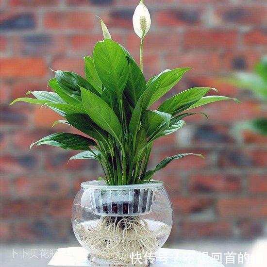 花瓶养花多久换一次水