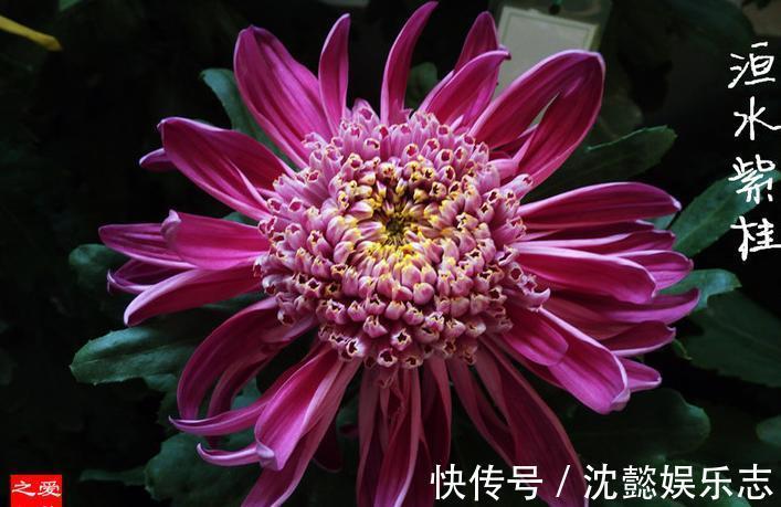 珍稀名菊|喜欢菊花,不如养盆“珍稀名菊”恒水紫桂,似紫衣佳人,娇羞舞媚