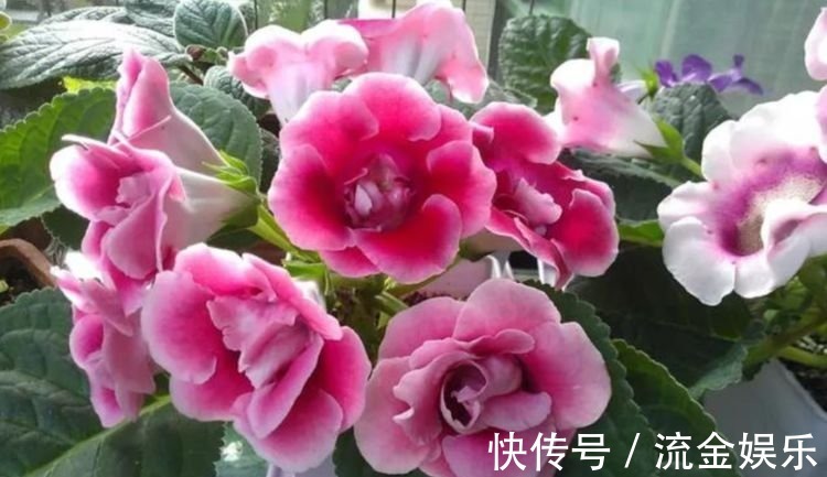 樱株丛|4种花美的出奇,色彩艳丽,盛开时如花海一样,令人流连忘返