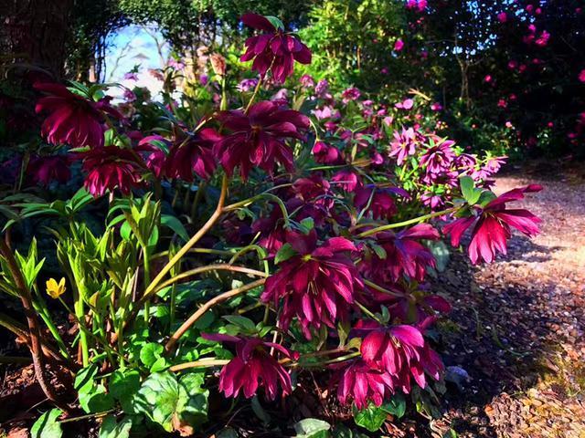 此花专挑下雪的时候开,冰肌玉骨的,花和叶都非常奇特富有趣味
