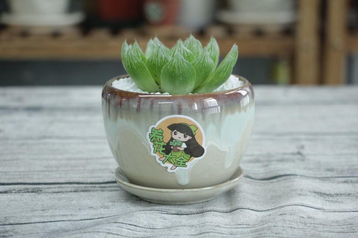 花花|秋天多肉都“醒”了，掌握四个要点，多肉上色特别快