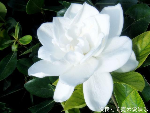 光照|养了20年的栀子花,还能满枝开花,赶快来瞧瞧如何做到的!