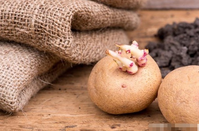 转告家里人这2种蔬菜发芽后吃,营养价值会翻倍,别白白浪费了