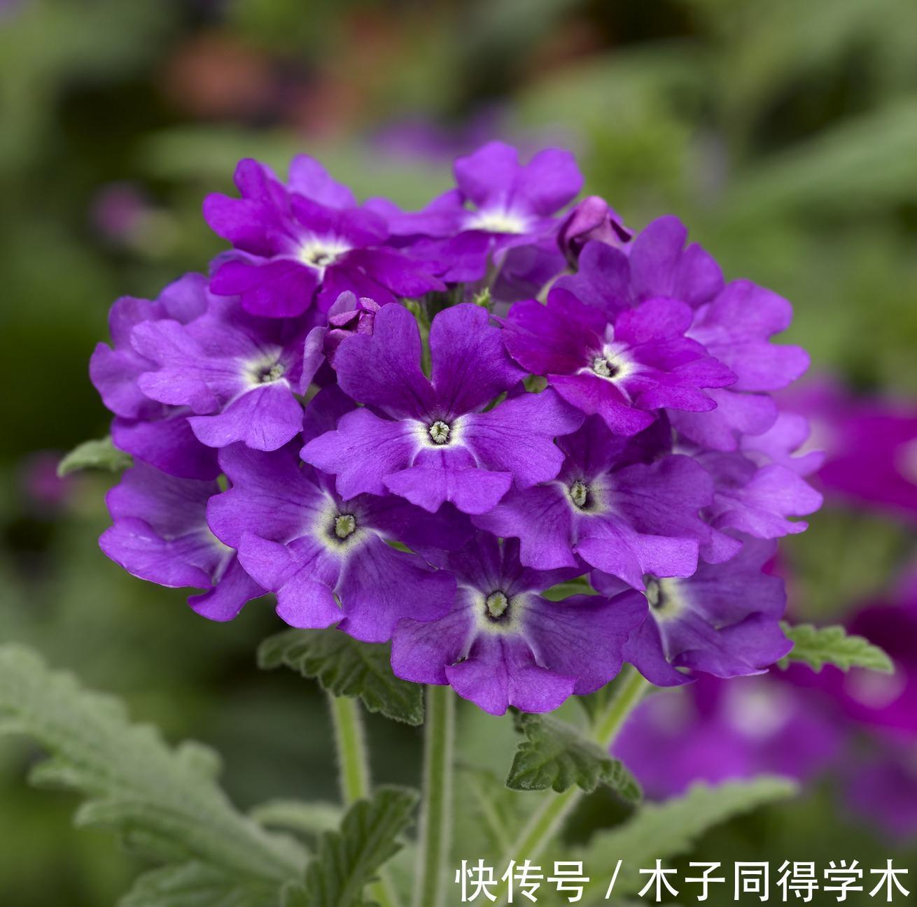 养护|养花试试这几款,养护得当,条件适宜,不管什么季节都可以开花