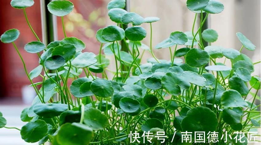 铜钱草|天热5种花天天浇水也没事,就怕缺水,养护时要留意