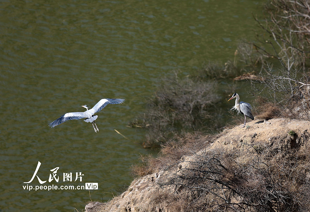 山西平陆：黄河岸畔苍鹭舞