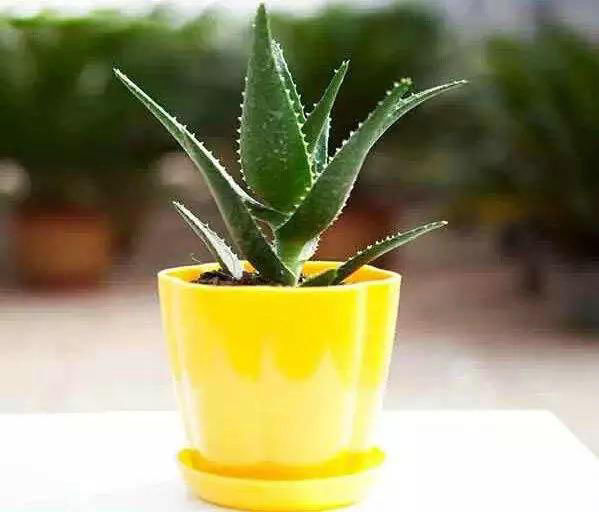 芦荟1盆变多盆,只需学会这招!