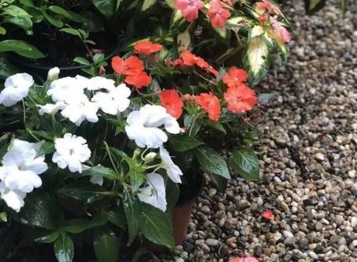 根系|养花种草:规避掉2个坏习惯,植株不再枯黄腐烂、出新问题