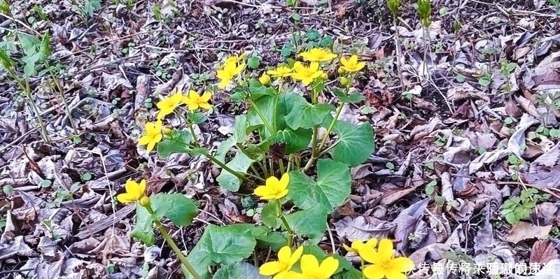 驴蹄菜|河边一种“黄花菜”，以前当杂草，如今30元1斤别错过