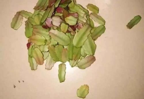 栽种|扦插蟹爪兰,巧用“小妙招”,夹在梳子缝里,呼呼长出毛细根