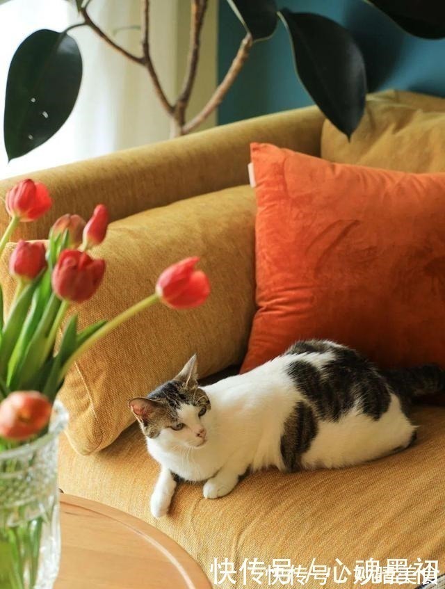 乳胶漆|独居5年,为了不结婚,她买下44㎡小公寓,一个人也能活出精彩!