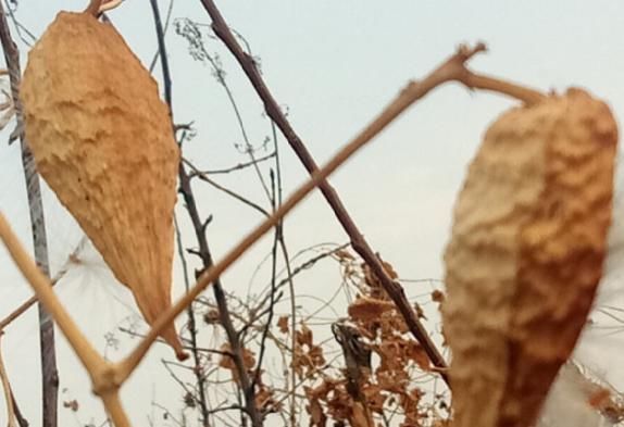 药用价值|在农村这种果实很常见,经常摘回家喂牲畜,不知道还有药用价值