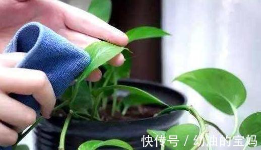 初冬养花，盆中浇3种营养液，花开又大又艳，叶油亮土疏松