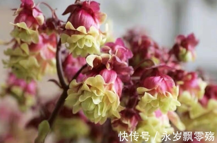 4种花像“小灯笼”,挂在枝头很喜庆,它们很好养!而且花期长