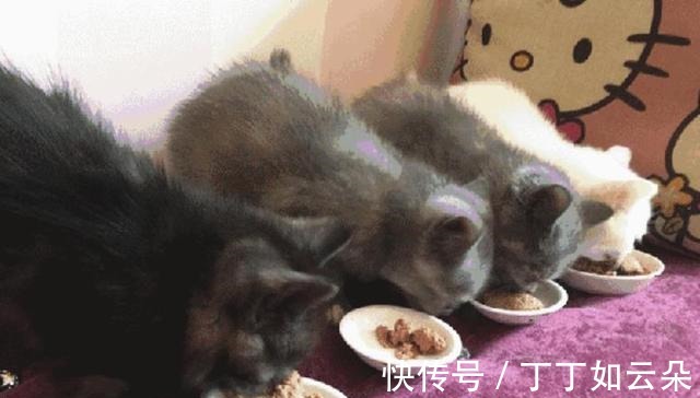 营养餐|在家这样做,宠物们笑哈哈!